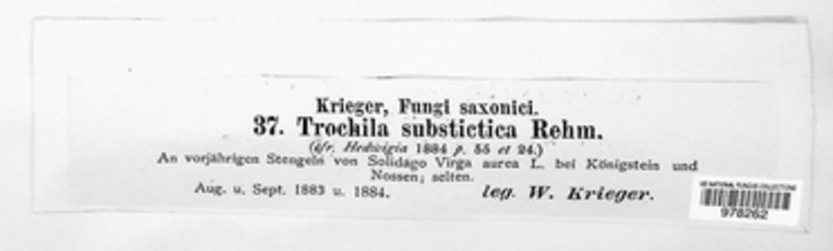 Trochila substictica image